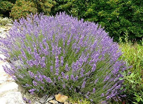 Generic 1 PIANTA DI LAVANDULA ANGUSTIFOLIA LAVANDA VERA IN VASO 18CM profumata anti insetti