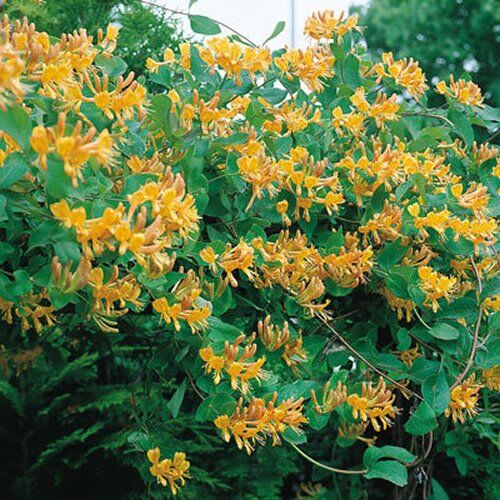 GardenersDream 1 pianta da giardino resistente in vaso, rampicante decidua Lonicera 'Tellmanniana'.