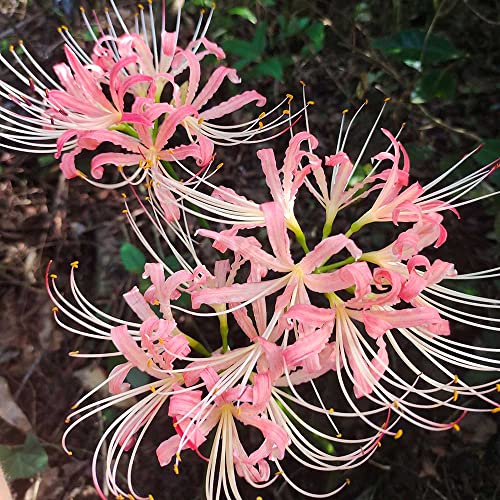 WJKWY-Q Giglio di rag bulbi pianta d'appartamento Lycoris radiata bulbi giglio di rag fiore bulbo piante perenni decorative idroponica piante da giardi resistente perenne fiori balcone regalo 8pezzi