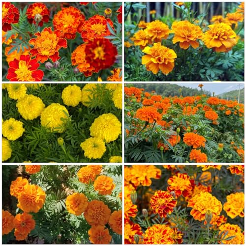 Generic 50 pezzi semi di calendula perenni semi di piante da interno, piante perenni resistenti, Tagetes erecta, regalo di semi di fiori, giardino di fiori di piante, regalo di semi biologici di Pasqua