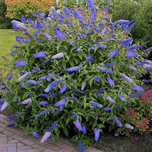 GardenersDream Pianta da giardino profumata Buddleia davidii 'Empire Blue'   Arbusto farfalla   Vaso 9cm