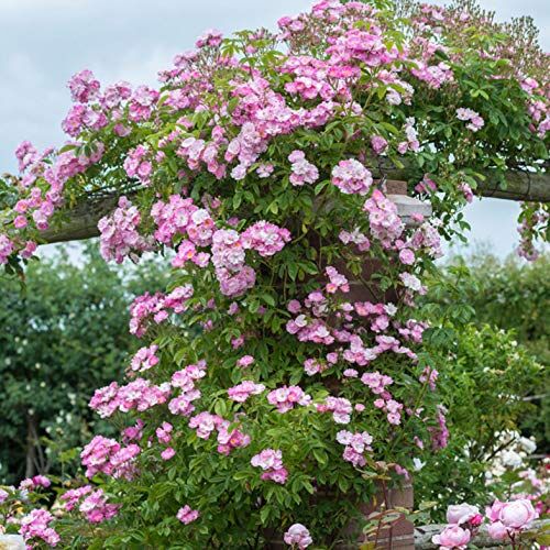 Rose Barni Kew Rambler, rosa in vaso di ®, pianta di gran pregio, vigorosa, unica fioritura massiva, fiori rosa chiaro centro bianco intenso profumo. h.raggiunta fino a 5 metri, resistente, cod. 14038