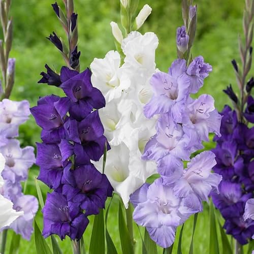 DUTCH BULBS EXCLUSIVE PLANTS FROM HOLLAND Collezione di Gladioli Viola, blu e bianco, 20 bulbi dall'Olanda, Miscela di tre varietà, vere grandi piante di gladiolo per giardino e vasi (senza semi, non artificiali e resistenti)