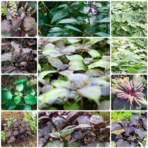 Generic 150 pezzi semi di shiso, piante aromatiche, piante resistenti per il giardi, Perilla frutescens piante aromatiche, vaso bonsai, orto, semi, piante da balcone robuste, erbe medicinali res