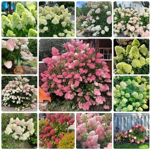 WJKWY-Q 100 pezzi semi di ortensia fiori da giardi perenni resistenti, Hydrangea panicolata, regali insoliti fiori da balcone letto rialzato semi di fiori selvatici pascolo di api semi di pascol