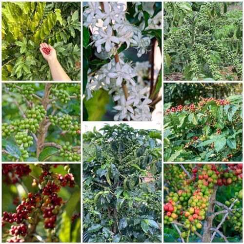 Generic 20 pezzi di semi di caffè da piantare, piante esotiche, semi di piante regalo (Coffea arabica), piante da giardino, piante da interno perenni resistenti, piante perenni resistenti, fioriere perma