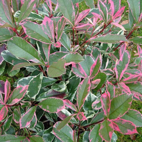 Vivaio di Castelletto Photinia x Fraseri "Pink Marble", Fotinia Variegata, Pianta in Vaso, Piante da siepe H 100/120cm,