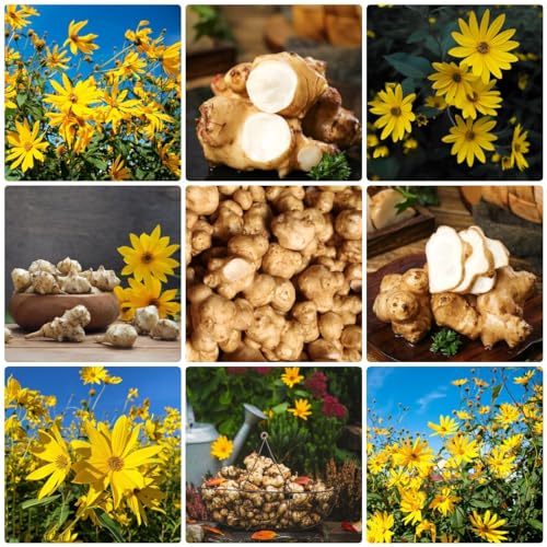 Generic 10 pezzi tuberi di semi di topinambur per piantare bulbi, tuberi di topinambur, piante aromatiche, fiori da giardino perenni resistenti all'inverno topinambur acquistare Helianthus tuberosus