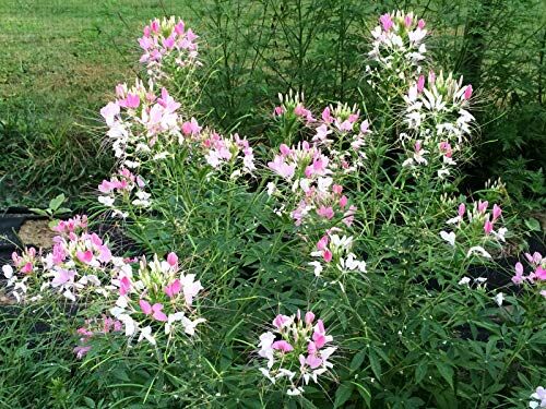 PLAT FIRM Germinazione dei semi: Cleome Sparkler Bianco Rosa Viola Spider Flower 200 semi freschi Deer Resistente