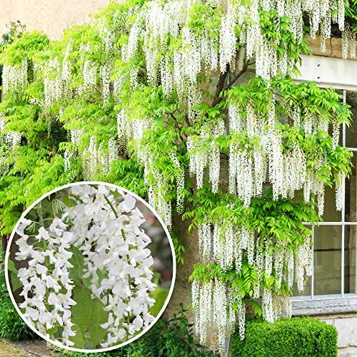 GardenersDream Wisteria Bianca (9cm, 20-30cm)