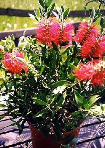TROPICA Piante arbustive ornamentali (Callistemon citrinus) 400 Semi- Australia