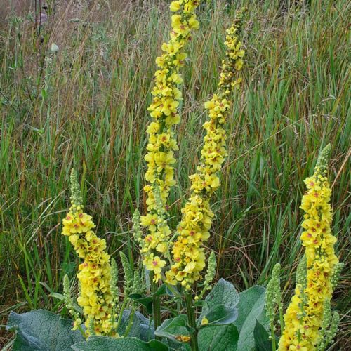 Generic 200 pezzi di semi di verbasco a fiore grande, Verbascum thapsus, piante erbacee, piante da giardino semi di verbasco semi di fiori perenni, semi di piante resistenti per balcone, semi rari