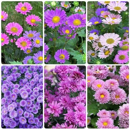 Generic 500 pezzi di semi di piante di aster estivo piante da appartamento, Callistephus chinensis, semi di prato di fiori da balcone in serra semi di prato di api resistenti perenni piante di fio