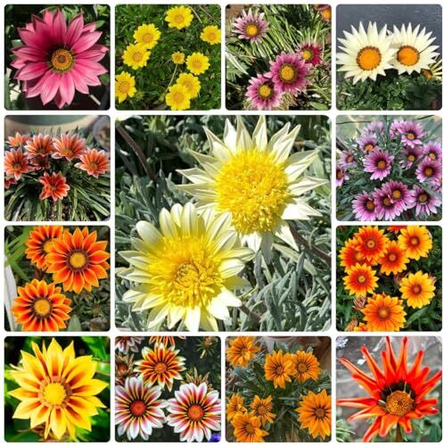 Generic 400 Pezzi Di Semi D'Oro Di Mezzogior, Semi Di Fiori Di Campo, Semi Di Aiuole Rialzate, Semi Di Aiuole (Gazania Rigens) Piante In Vaso All'Ester, Resistenti, Fiori Primaverili, Fiori Da G