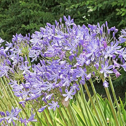 WJKWY-Q 80 pezzi di agapanthus hardy semi blu piante da balcone in vaso bonsai Giglio africa, agapanthus africanus, giglio del nilo, regali di fantasia fiori da giardi perenni resistenti