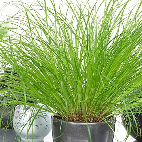 GardenersDream Cyperus Zumula Erba gatta   Pianta Sempreverde Compatta   Pianta da appartamento da 20-30 cm