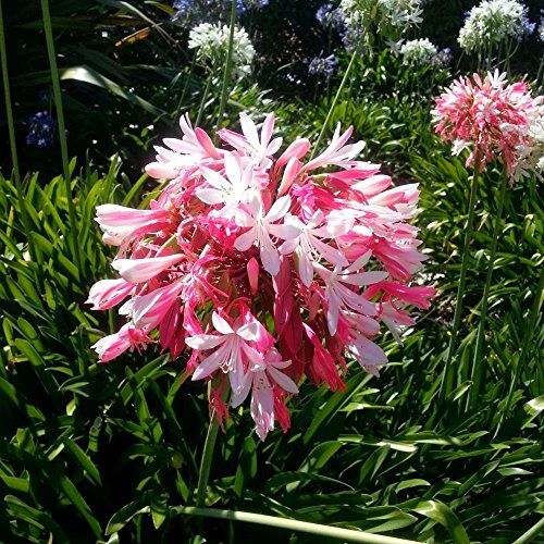 WJKWY-Q 10 pezzi agapanthus hardy semi giglio ornamentale rosa giardi erbe balcone letto rialzato erbe hardy piante da balcone piante esotiche vaso piante a base di erbe pianta