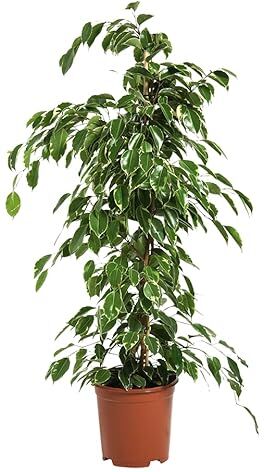 FAXIFLORA Pianta di Ficus Benjamin