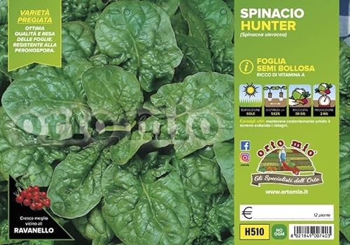 Mitac Piantine di Ortaggi in pack cubettato per la produzione famigliare disponibili in molte tipologie e varietà (Spinacio semi bolloso Hunter F1 12 piante)