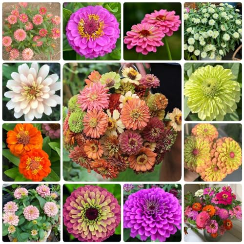 Generic 80 Pezzi Semi Di Zinnia Piante Rare, Semi Di Zinia Decorativi Per Soggior, Zinnia Elegans, Piante Resistenti Per Balcone, Piante Resistenti Per Giardi Fiori Selvatici Fiori Balcone Aut