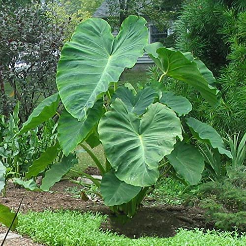 JASNDH Bulbo oreja de elefante, Bulbos Colocasia,Rara,Bulbos de alocasia,Bulbo dell'orecchio di elefante, Winterharte, Pianta perenne, Naturale-15 Bulbo-E