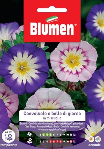 Blumen SEMI CONVOLVOLO MIX