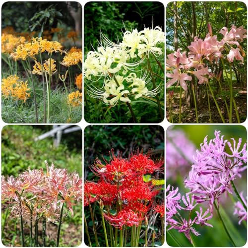 WJKWY-Q 8 bulbi di giglio di rag, pianta d'appartamento, regali pratici, fiori selvatici, piante perenni, Lycoris Radiata bulbo di fiore sanguig, serra, balcone, decorazione floreale, tuberi,