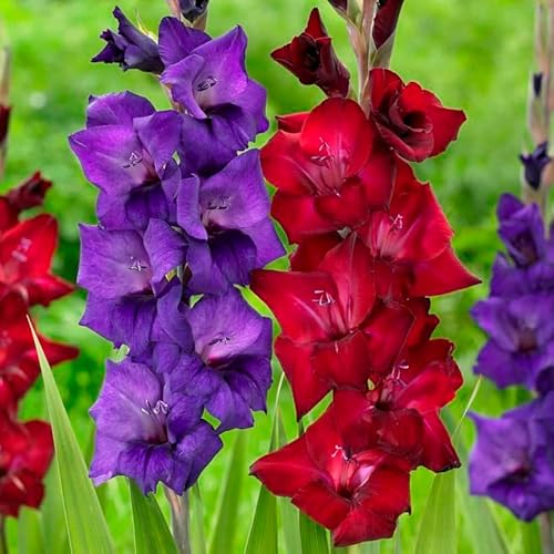 DUTCH BULBS EXCLUSIVE PLANTS FROM HOLLAND Collezione di Gladioli Viola e rosso, 20 bulbi dall'Olanda, Miscela di due varietà, vere grandi piante di gladiolo per giardino e vasi (senza semi, non artificiali e resistenti)