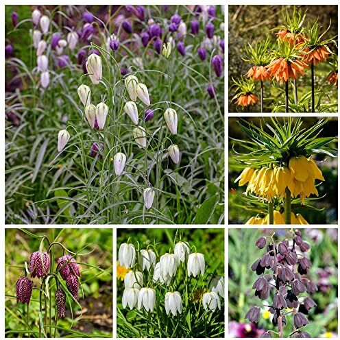 BRKENT Bulbi A Corona Imperiale Bulbi Da Fiore Fiori A Fioritura Precoce Decorazione Fritillaria Bulbi Ornamentali Bulbi Da Fiore Perenni Resistenti Invernali Bulbi Fiori 5 Bulbo Della Corona Imperiale