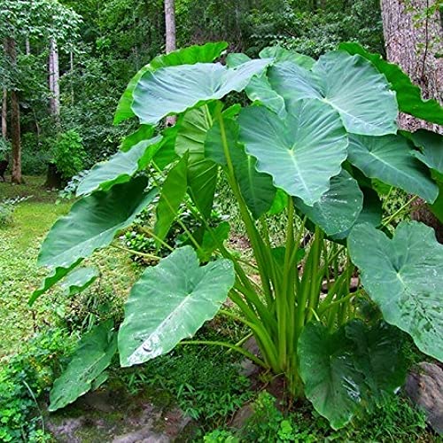 JASNDH Bulbo oreja de elefante, Bulbos Colocasia,Rara,Bulbos de alocasia,Bulbo dell'orecchio di elefante, Winterharte, Pianta perenne, Naturale-8 Bulbo-A