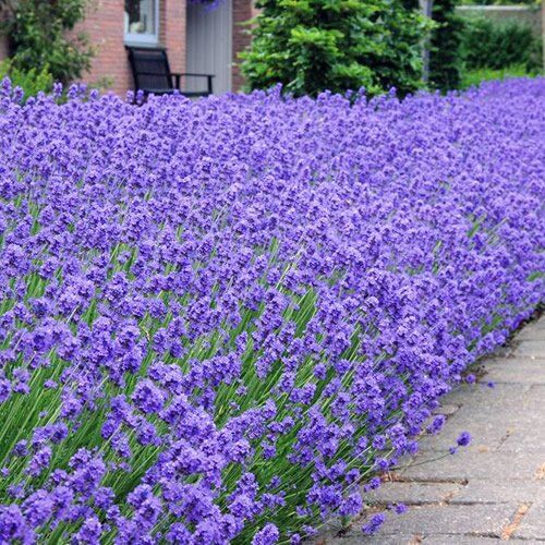 GardenersDream Lavanda Hidcote   Pianta in Vaso di Lavanda Inglese   Arbusto Sempreverde (1 Pianta)