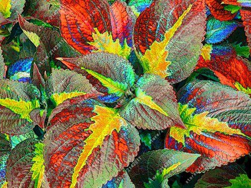 Generic 100pcs / Borsa Bella Begonia, semi di Begonia Bonsai semi di Fiori Fiori in Vaso piante Begonia per il giardino balcone Coleus semi 8