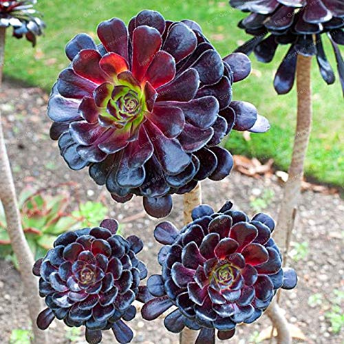 Generic Rare Aeonium arboreum Atropureum Piante Indoor Fiore Per La Casa Giardino Decorazione Ornamentale Pianta 100 Pz