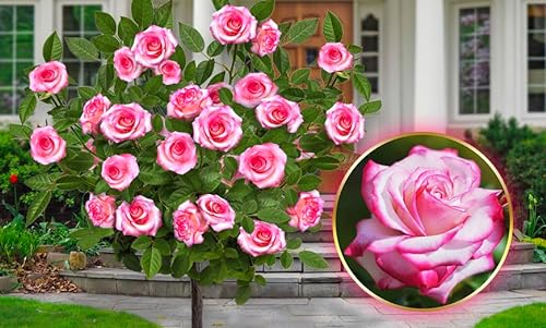 EUROPA GREEN Rose ad alberello Alta 120 cm Ideale per balconi, terrazze e piccoli giardini Adatta per vasi e in terra (Laminuette)