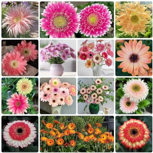 Generic 200 Pezzi Semi Di Fiori Di Gerbera Piante In Vaso Esterne Resistenti, Fiori Primaverili, Gerbera Jamesonii, Semi Di Fiori Perenni Resistenti, Piante Da Balcone Fiori Resistenti Balcone