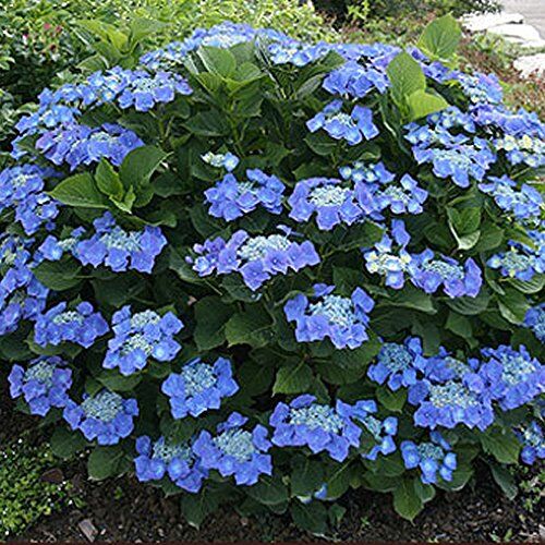GardenersDream 1 pianta resistente in vaso di arbusto deciduo Hydrangea macrophylla 'Teller Blue'.