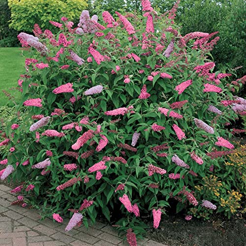GardenersDream 1 pianta da giardino in vaso di buddleia 'Pink Delight', arbusto deciduo a farfalla.