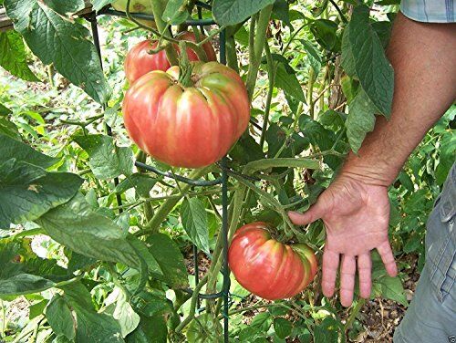 Ponak Nuovi semi di ortaggi freschi di pomodoro rosso da 25 pezzi