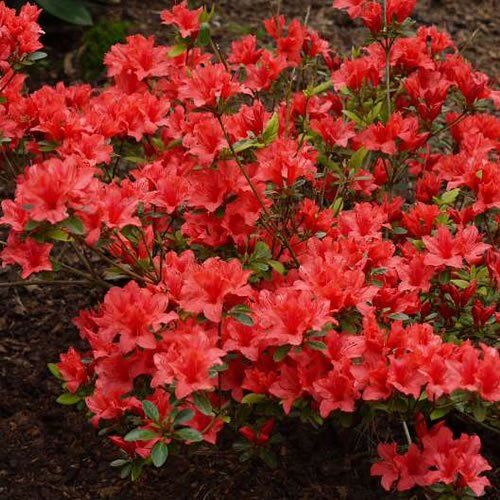 GardenersDream 1 X AZALEA 'ORANGE BEAUTY', ARBUSTO SEMPREVERDE GIAPPONESE RESISTENTE IN VASO.