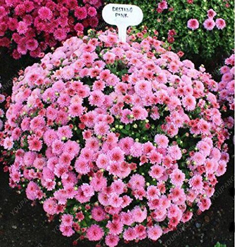 Generic Seeds 50pcs/BAG Earth-Cupworks of chrysanthemum seeds, perennial plant chrysanthemum bonsai seeds of margherita flowers in pot for the house Red Garden