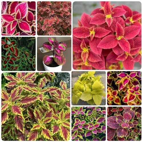 Generic 300 Pezzi Di Semi Di Coleus Coleus Canina Semi Di Fiori Regalo Ospite, Semi Di Piante Coleus Perenni Resistenti Perenni, Coleus Scutellarioides, Piante In Vaso Resistenti All'Aperto