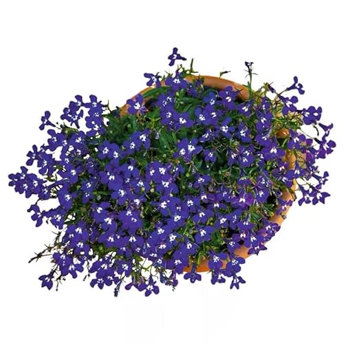 Generic NO-GMO 8.000 semi, Lobelia Flower Garden Seeds, Midnight Blue Trailing, Annual Flower Heirloom Seeds