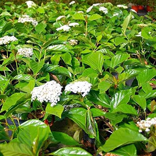 CIFO Viburnum odoratissimum