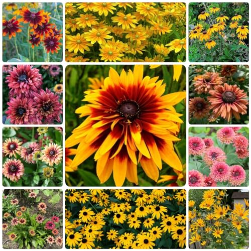 Generic 150 Pezzi Semi Di Coneflower Biologici, Semi Di Fiori Da Balcone, Piante In Vaso Resistenti (Rudbeckia Laciniata) Semi Di Fiori Regalo Per Gli Ospiti, Piante Perenni Fiori Di Campo Perenni R