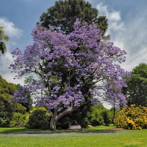 BRKENT 200 Pezzi Di Semi Di Jacaranda, Piante Da Appartamento Esotiche (Jacaranda Mimosifolia) Regali Per Gli Appassionati Di Giardinaggio, Coltivazione Di Piante, Piante Esotiche, Piante Di Alberi