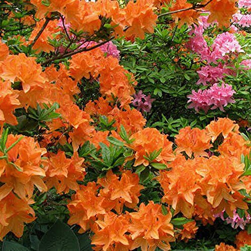 GardenersDream 1 x AZALEA ARANCIONE GIAPPONESE ARBUSTO SEMPREVERDE DA GIARDINO RESISTENTE IN VASO.