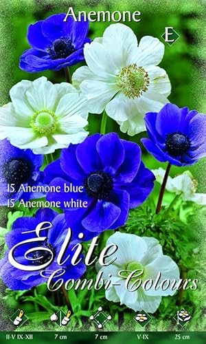 PRGA BULBI AUTUNNALI ANEMONE DE CAEN MIX BLU E WHITE CONFEZIONE 30 BULBI BULBS BULBES