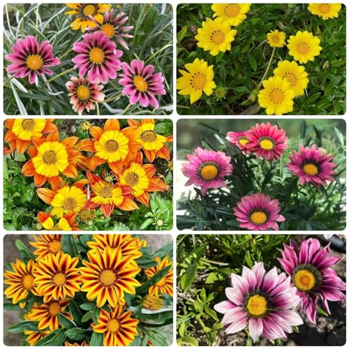 WJKWY-Q 250 pezzi semi di cesti ad anello africa piante floreali resistenti all'inver per il giardi, Gazania rigens, semi di prato fiorito piante da appartamento regali per gli amanti del