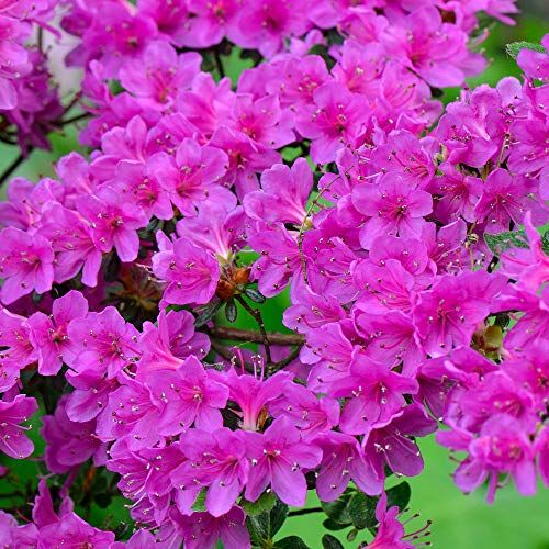GardenersDream 1 pianta resistente di azalea 'Geisha Purple' in vaso, arbusto sempreverde giapponese.