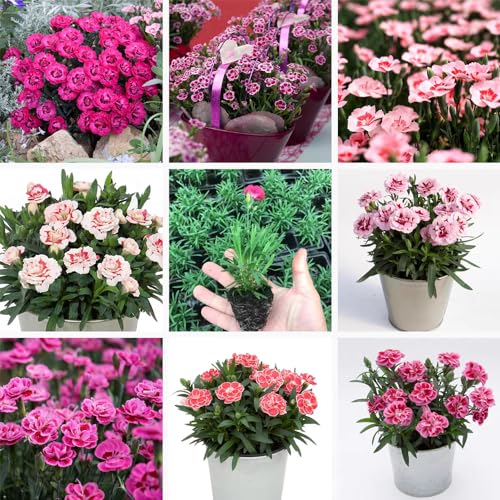 Generic 100 pezzi semi di chiodi di garofa resistenti perenni regali sostenibili per le donne Dianthus piante resistenti per giardi piante da ufficio bonsai vaso per piante vaso serra balcone pi